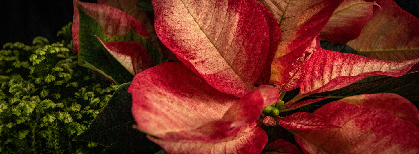 The Holiday Collection