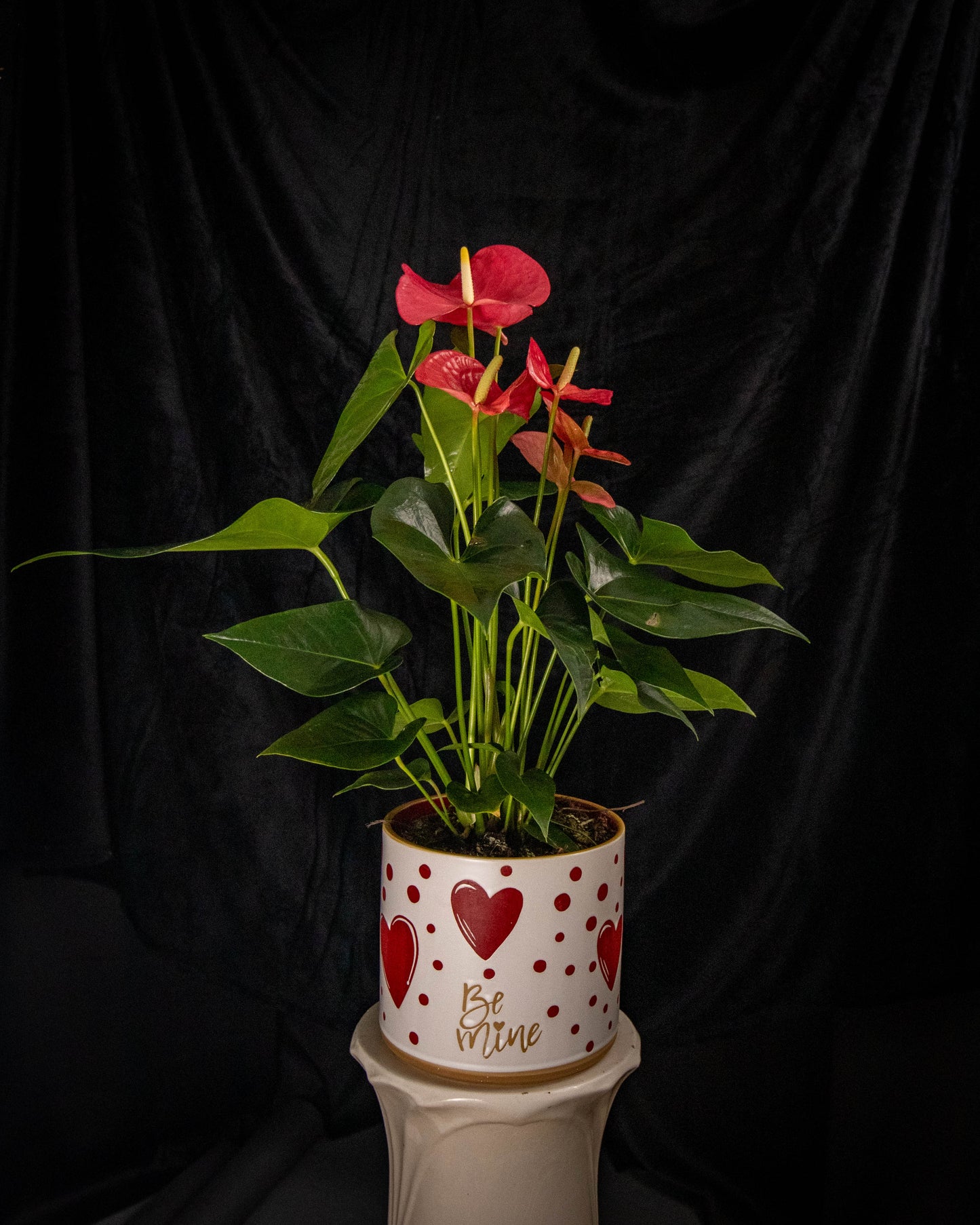 anthurium gifts Anthurium Amour