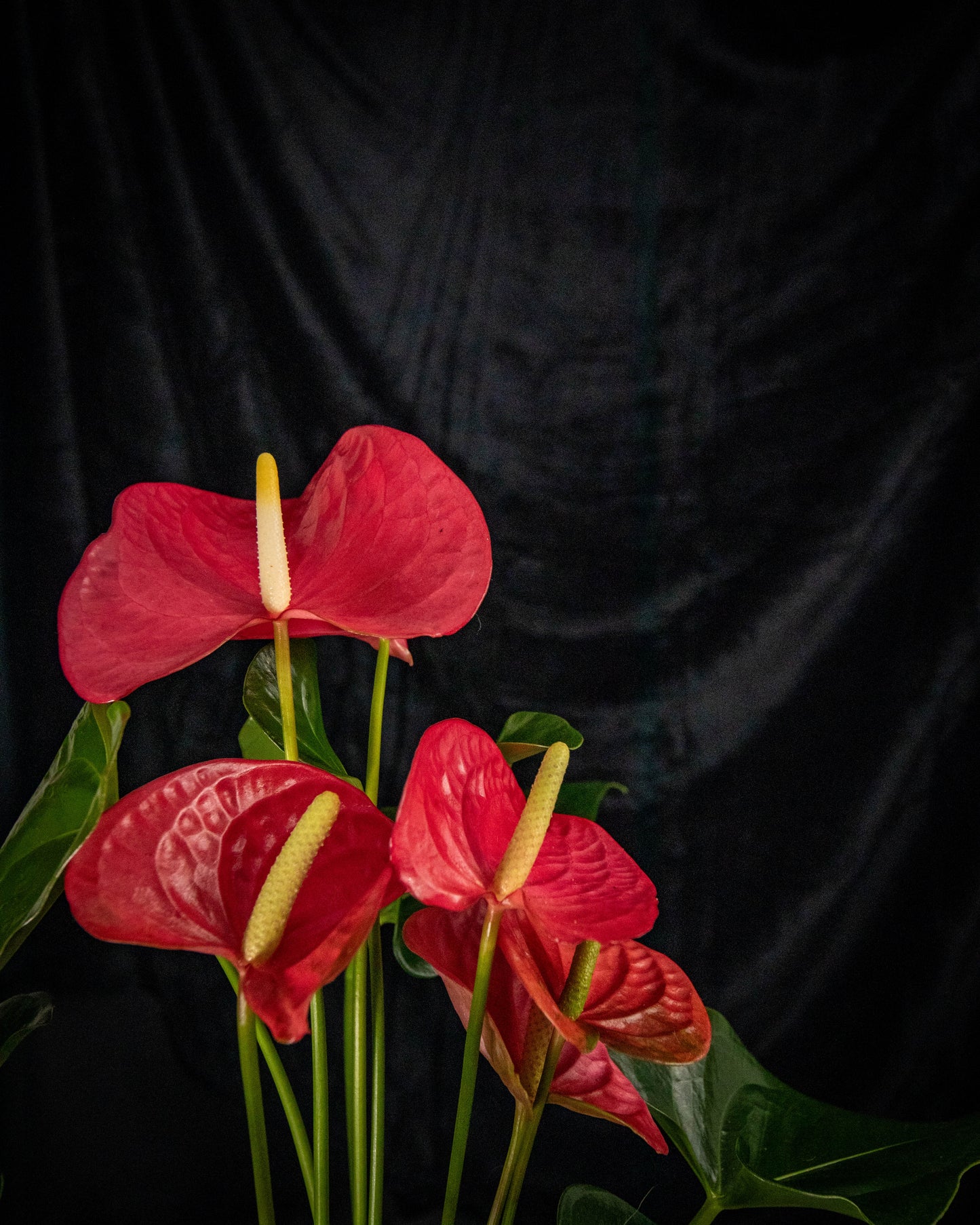 anthurium red bloom Anthurium Amour